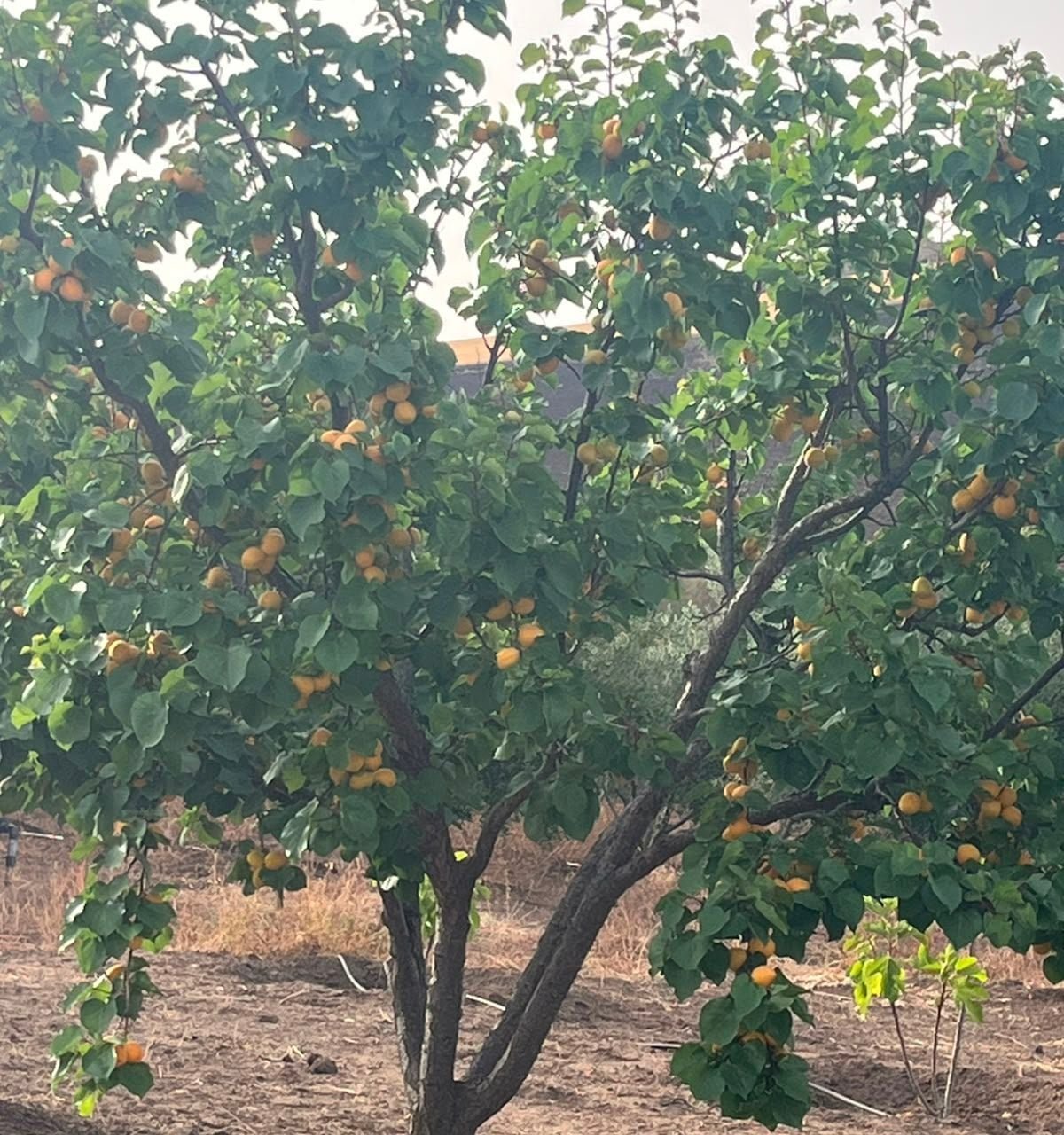 /ci202339/image_490711729.jpeg