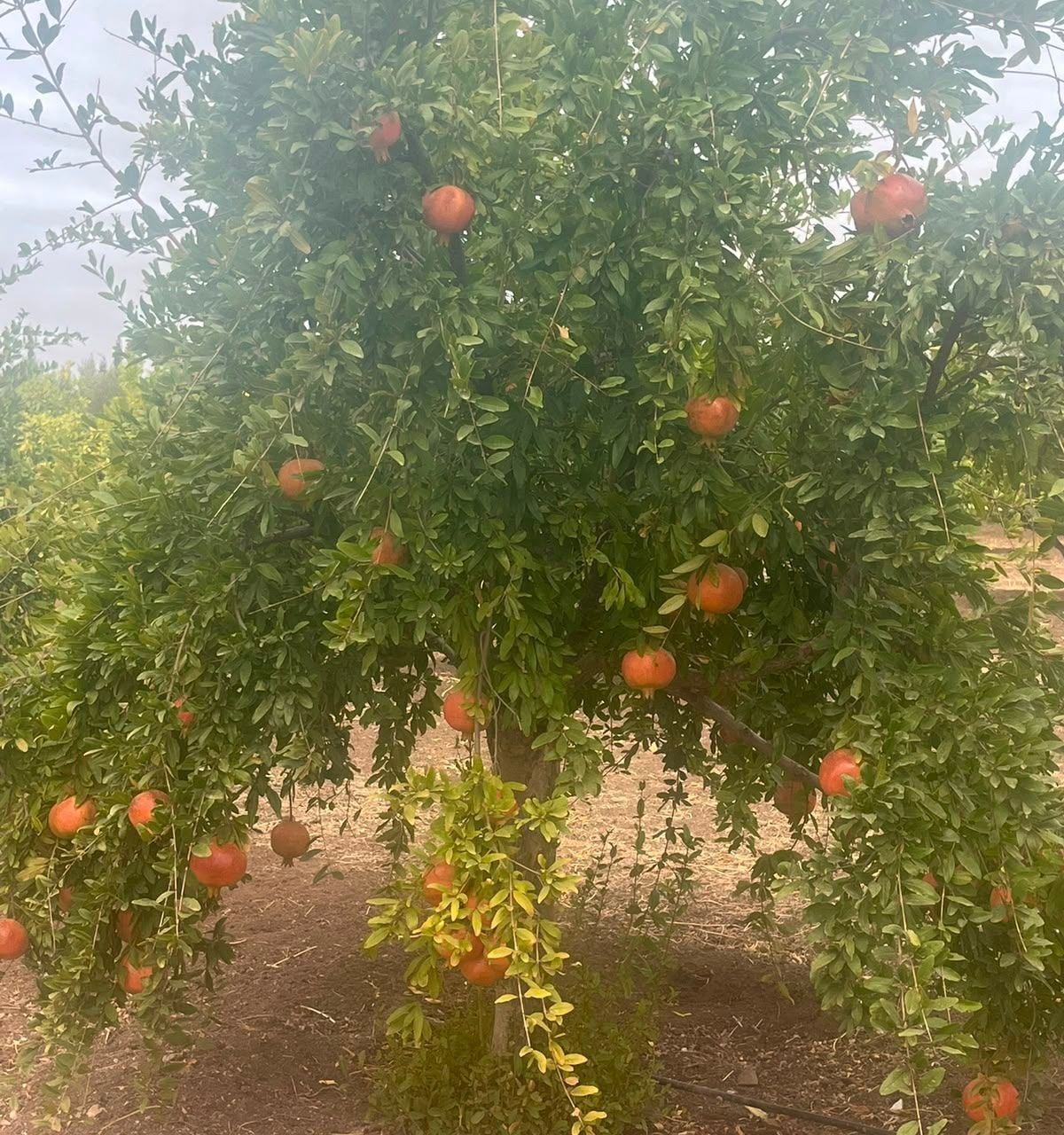 /ci202339/image_770696047.jpeg