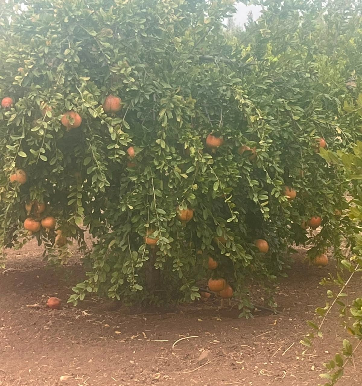 /ci202339/image_936137497.jpeg