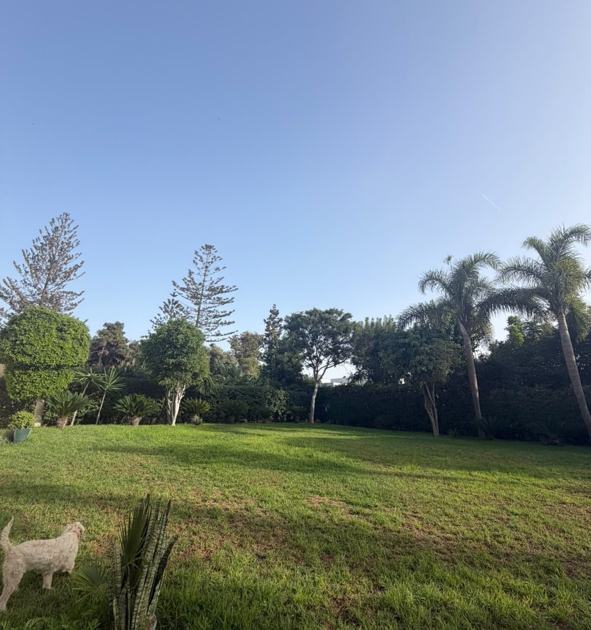 /ci215309/image_152527550.jpeg