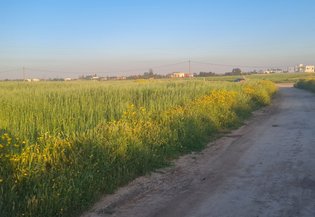 بوسكورة