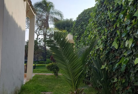 Oasis