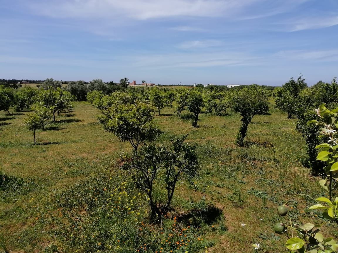 Terrain — Benslimane — 6