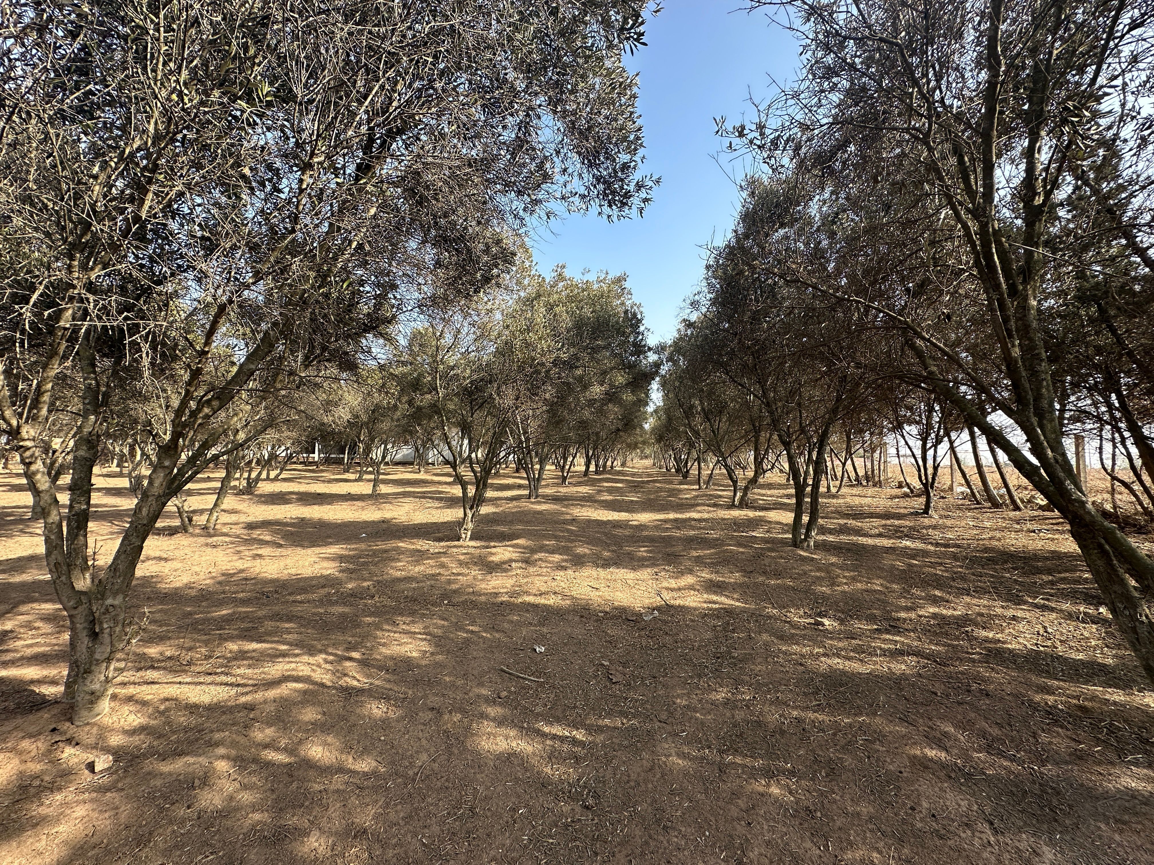 أرض — Benslimane — 6