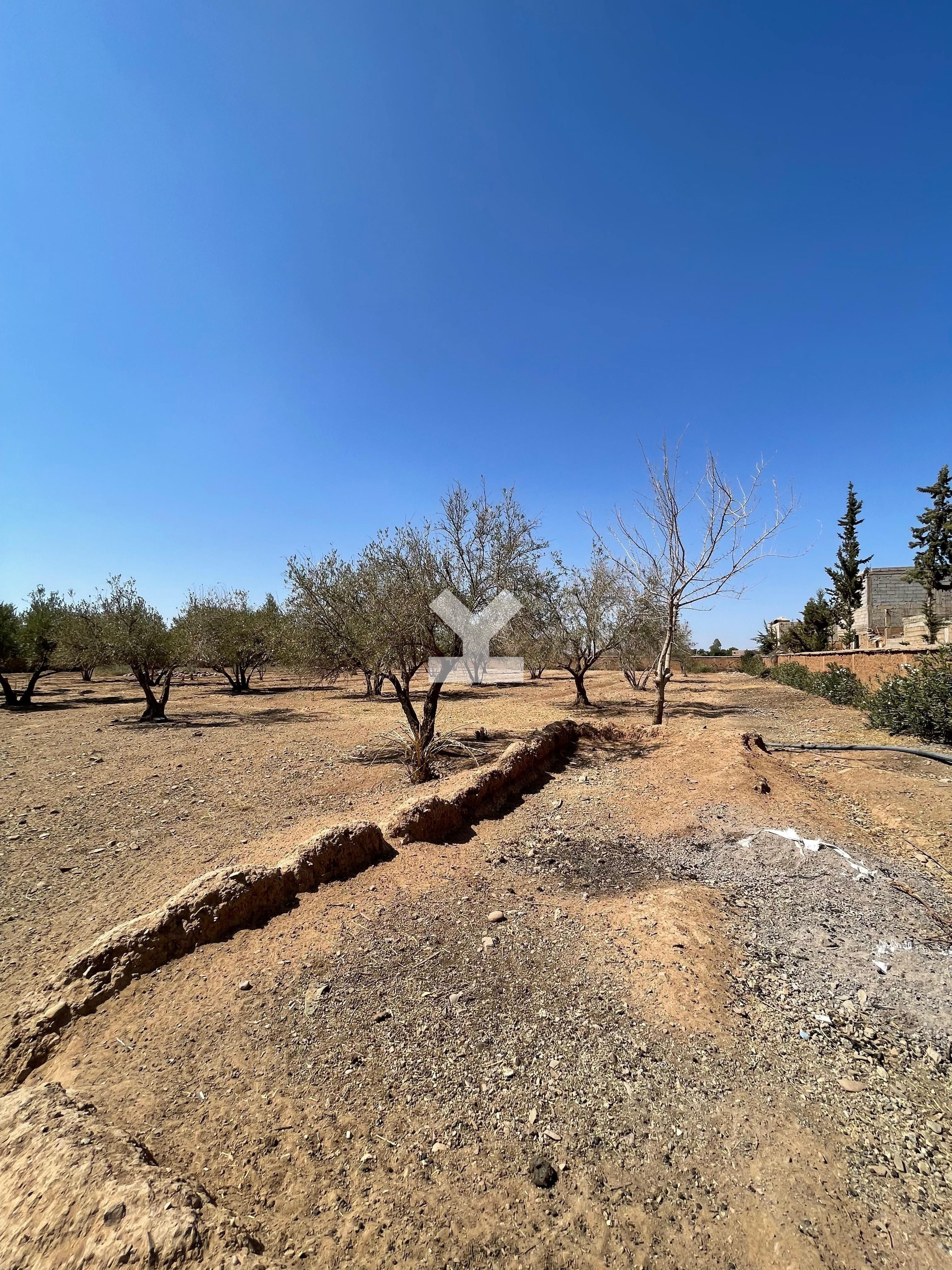 Terrain — Marrakech — 4