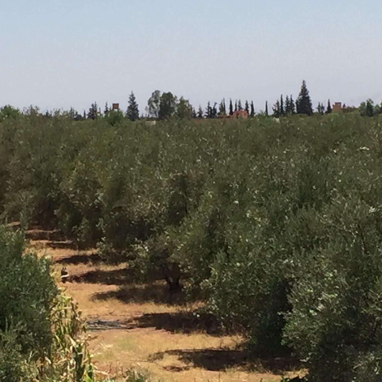منزل — Marrakech