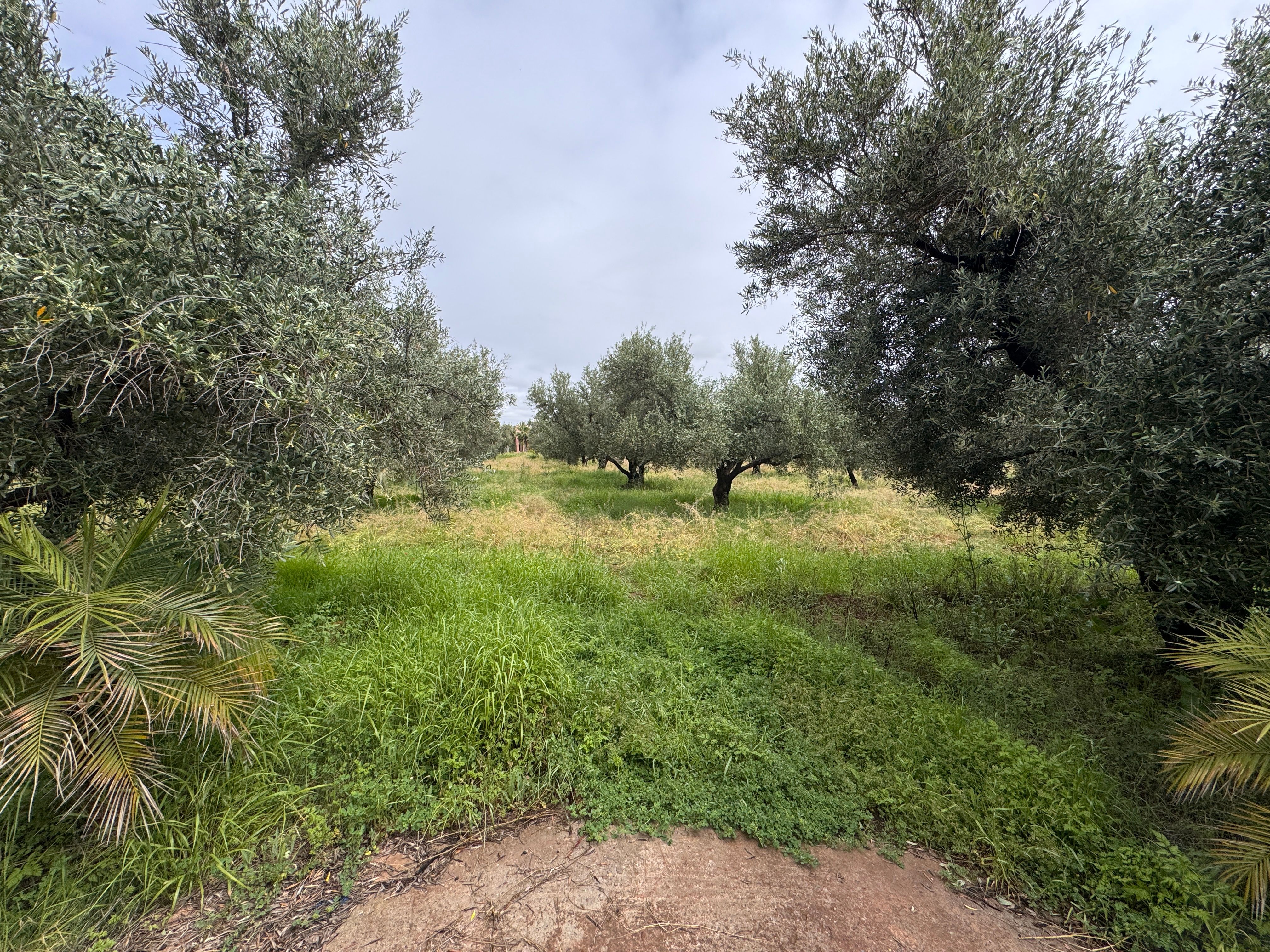 Terrain — Marrakech — 4