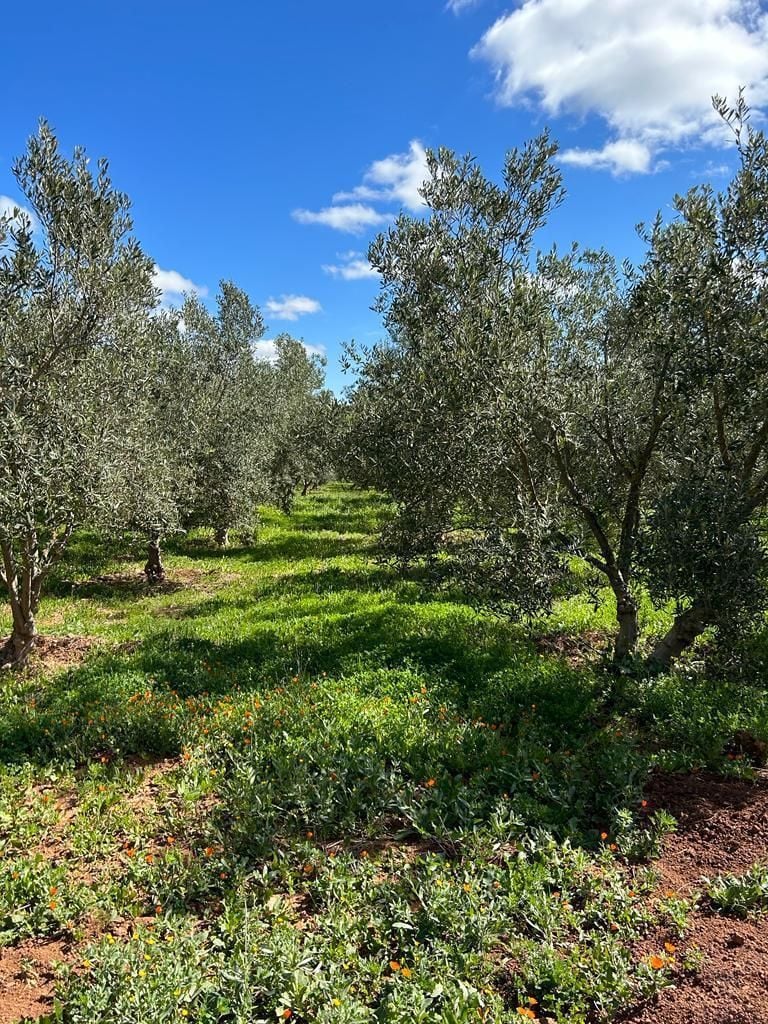 Terrain 9474 m² f Route De Khemisset — 8